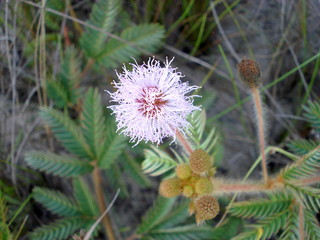 wild mimosa flower