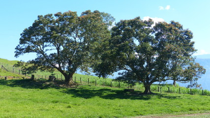 Arboles en la colina