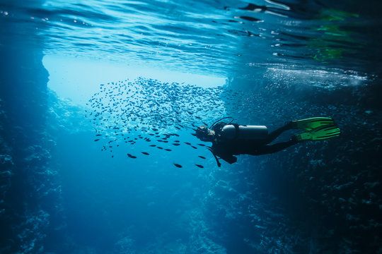 Woman scuba diving underwater among school of fish, Vava'u, Tonga, Pacific Ocean