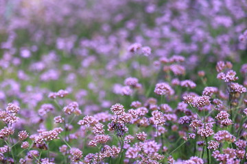 field of flowers