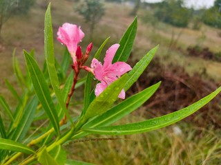 flower in the garden.