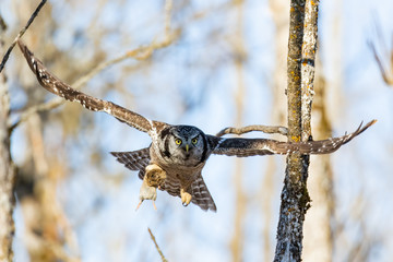 Northern Hawk Owl