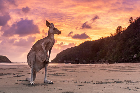 AUSTR&Aacute;LIA, Cape Hillsborough - canguru na praia, nascer do sol, c&eacute;u dram&aacute;tico