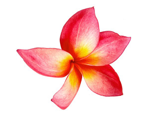 Plumeria flowers or Frangipani flower isolated on white background. Tropical flowers frangipani. Frangipani flowers are many in Bali.