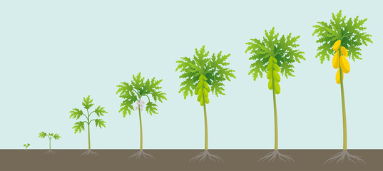 Fototapeta na wymiar Papaya tree growing process. Papaw development stage. Ripening period vector infographic.