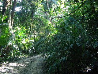 trees in the forest