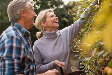 Smiling mature couple harvesting apples in garden