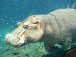 hippo in the water