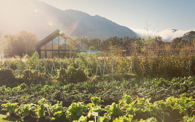 Sunny, idyllic vegetable garden below mountains