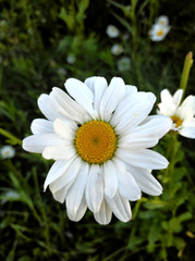 daisies in the garden