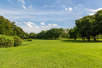Fototapeta na wymiar Green tree and green grass in public park with light blue sky and orange sunrise
