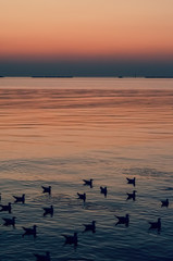Naklejka na ściany i meble Silhouette of seagulls swimming on the sea when sunset moment.