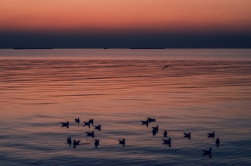 Silhouette of seagulls swimming on the sea when sunset moment.