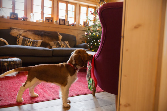 Cute dog with stocking in Christmas living room