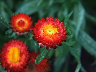 Strawflower yellow-red flower
