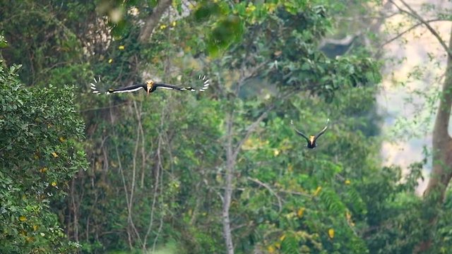 Video of two great hornbill flying in the forest, Animal in the wild