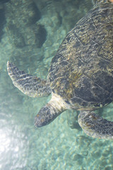 Obraz na płótnie Canvas sea ​​turtle in clear water