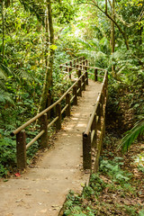 walkway in  tropical forest