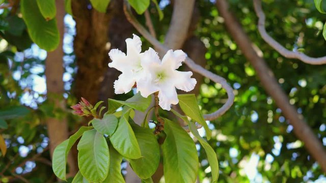 Easter Lily Vine is a large flower with white color. Beaumontia grandiflora or Herald's Trumpet.