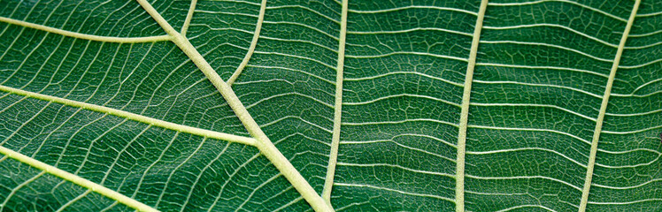 Green leaf texture pattern for the background