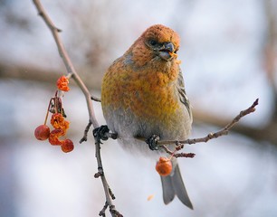 bird on branch