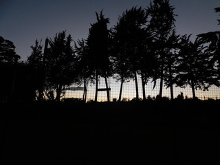 arboles,tarde