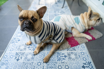 Sleepy french bulldog sitting at the balcony outdoor.