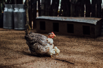 Gallina con pollitos en granja de pueblo