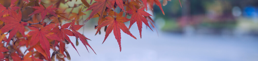 Autumn season - Maple leaves for background.