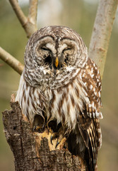 wild barred owl