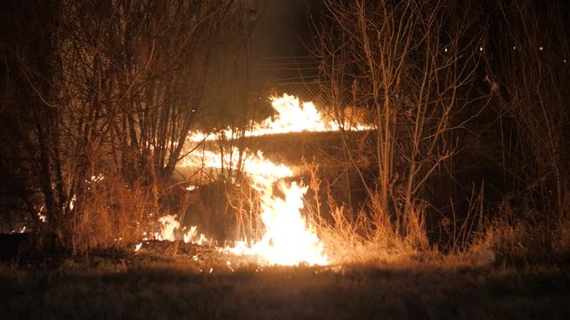 Volunteer lights field for controlled burn of grass in dry season. Wildfire prevention