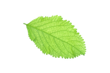 butterfly bush  Buddleja paniculata green leaf on white isolated 