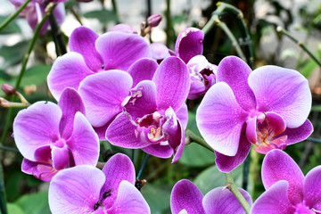 Beautiful pink-purple flowers blooming in the garden, with fresh green leaves.