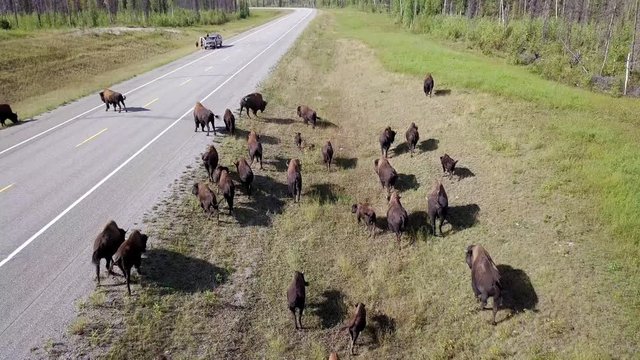 Aerial of a herd of bison walking dangerously alongside a highway in Canada