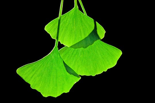Ginkgo leaves, computer artwork