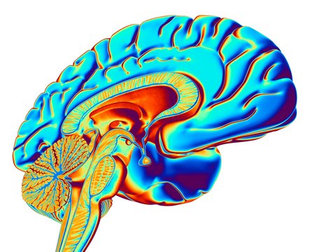 Brain, computer artwork