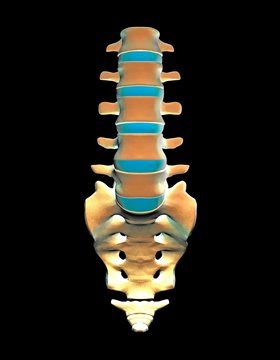 Lumbar spine and sacrum, computer artwork