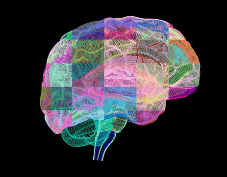 Human brain, computer artwork