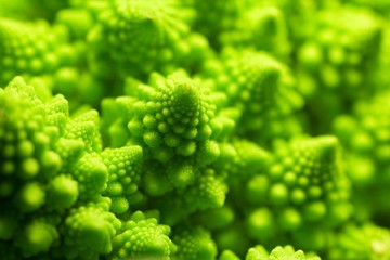 Romanesco cauliflower head