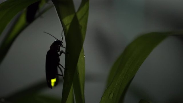 Firefly
