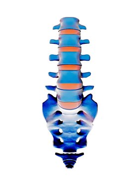 Lumbar spine and sacrum, computer artwork