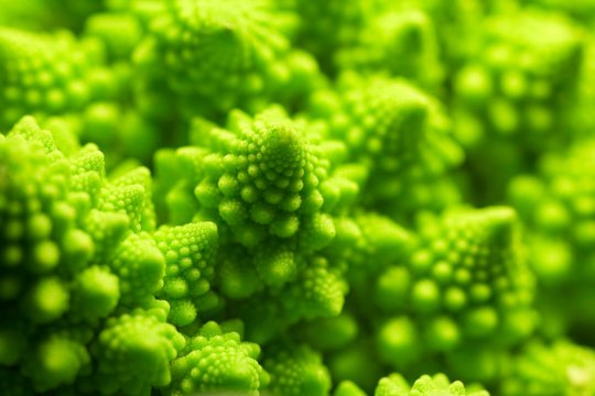 Romanesco cauliflower head