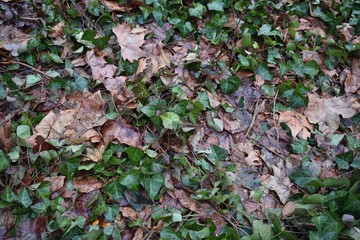 leaves in the park