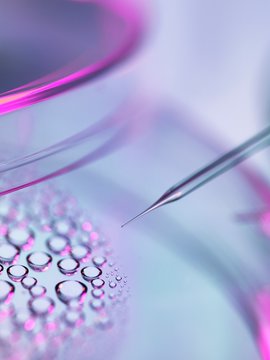 Stem Cell Research