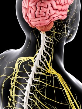Human brain and spinal cord, illustration