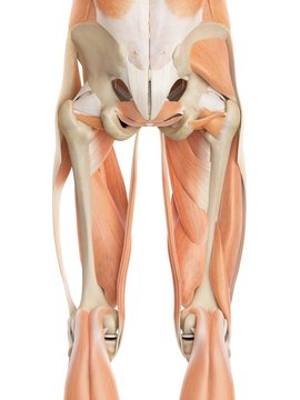 Human leg muscles, illustration