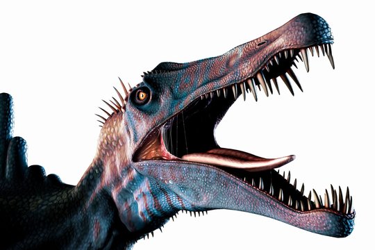Spinosaurus Head Study