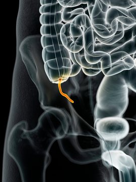 Human appendix, illustration