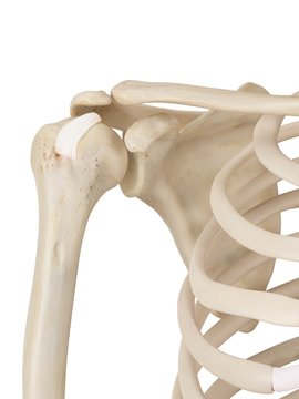 Human shoulder joint, illustration