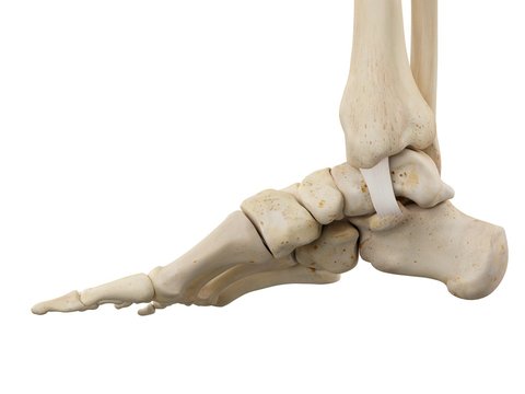 Human foot anatomy, illustration